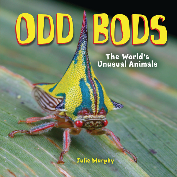 Cover image of Odd Bods by Julie Murphy